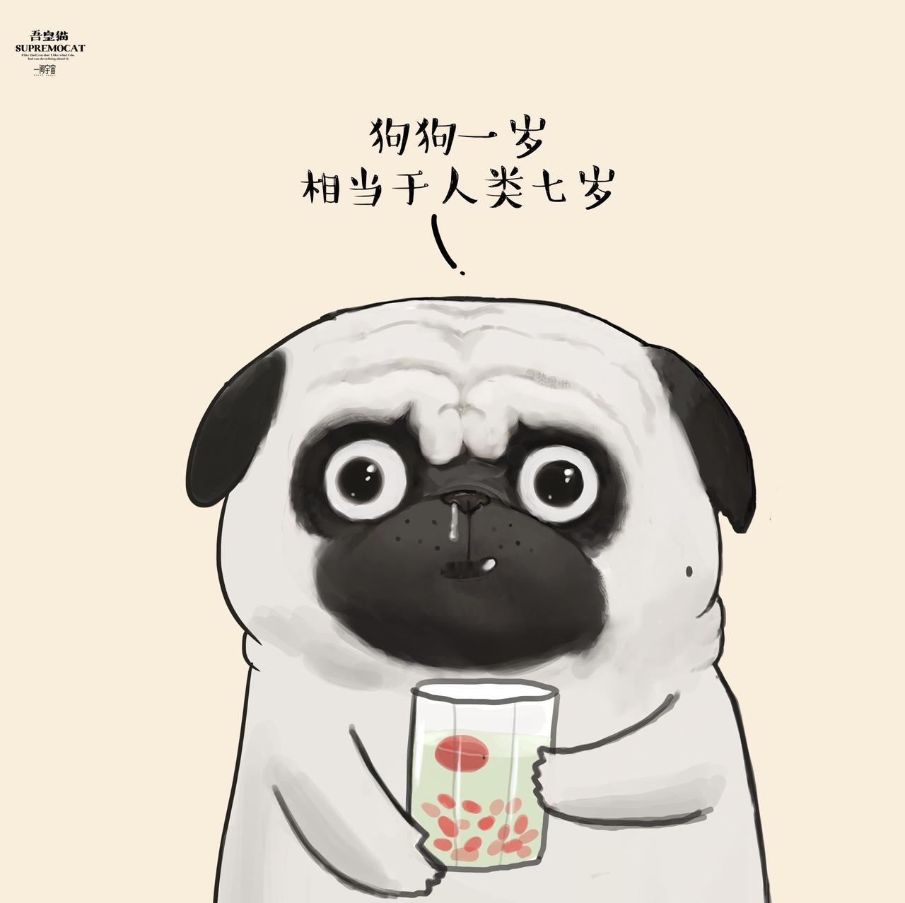 小小年纪就一把年纪了…..吾皇猫巴扎黑 小猫