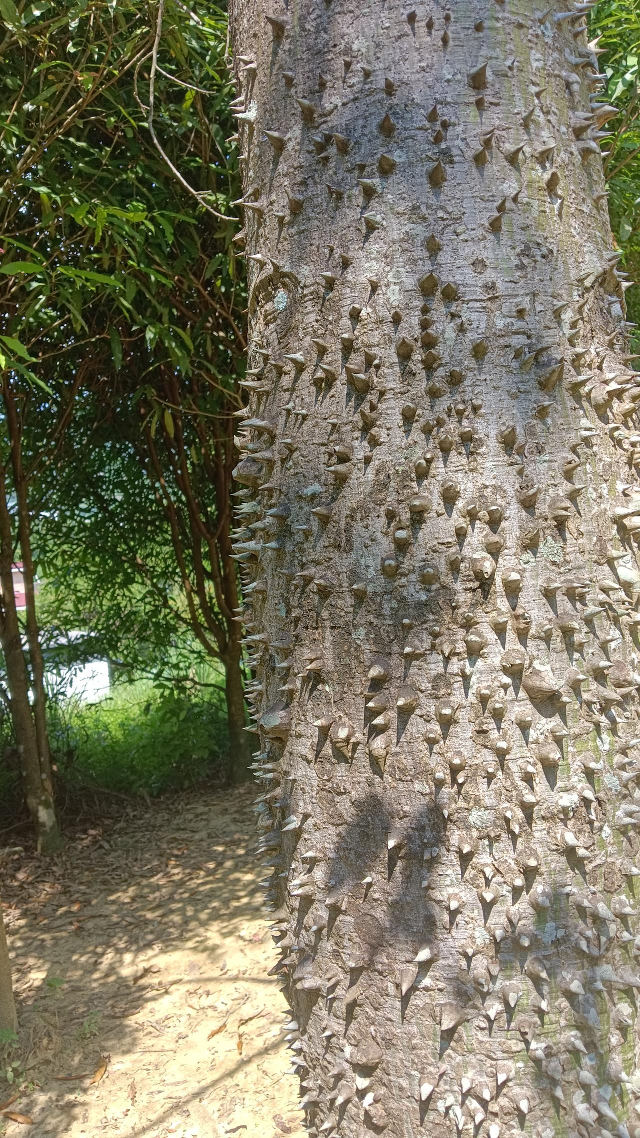 浑身长刺的树。
第一次见到这种浑身长刺的树，手试了一下，刺很坚硬，不易拆掉。不知