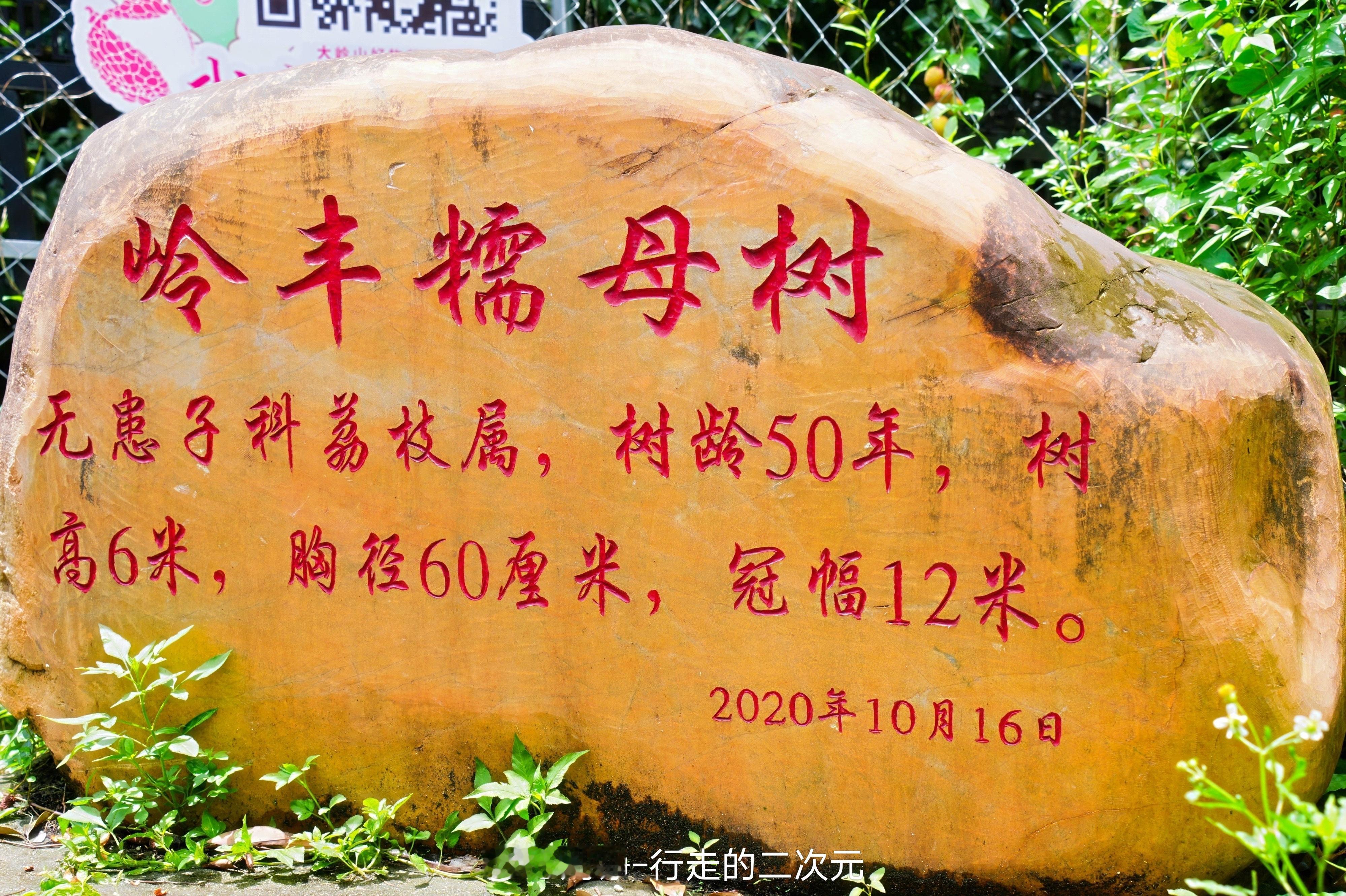 东莞有实荔 塘厦的妃子笑把夏天染成红绿渐变色！果皮青里透红像抹了胭脂，果核小到几