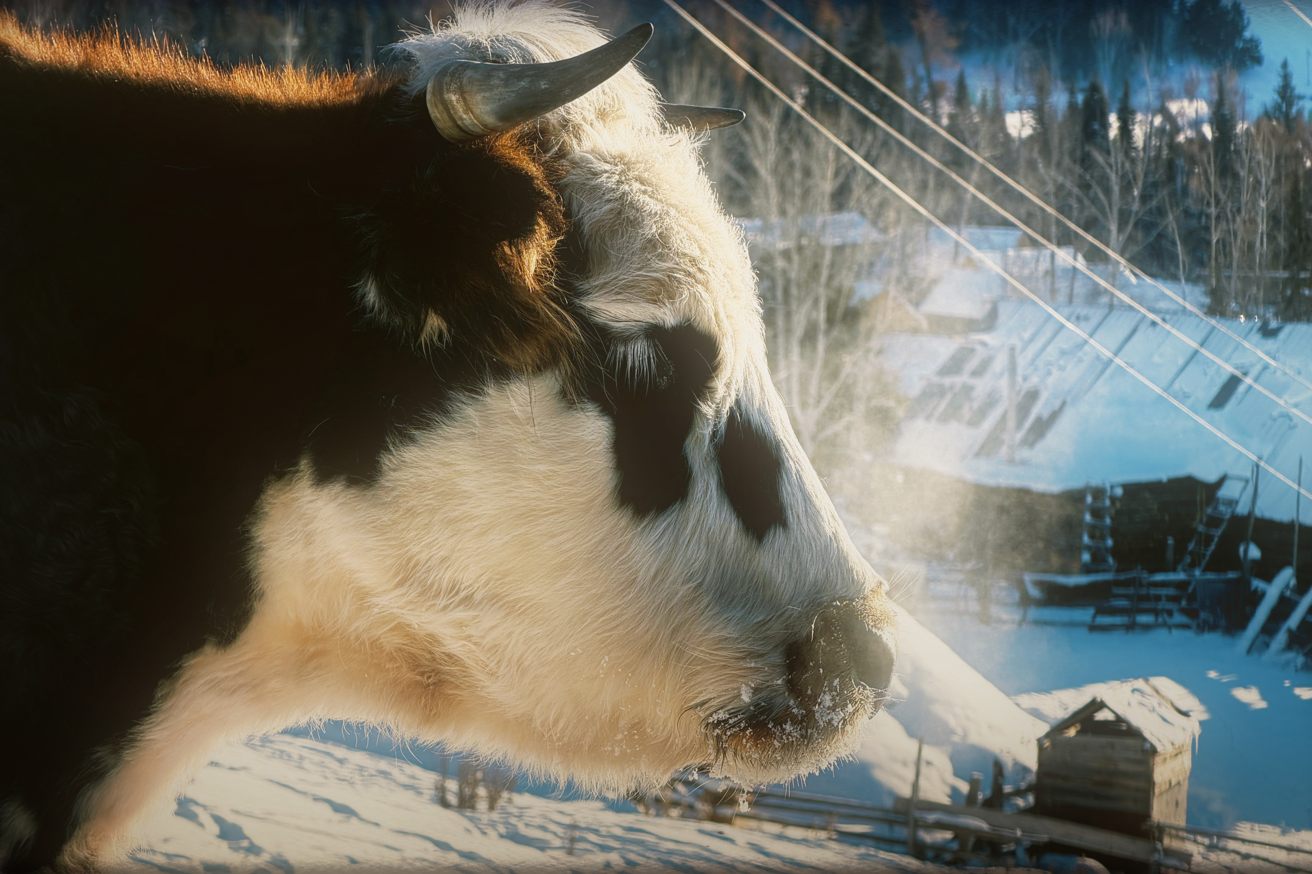 我的新疆回忆录❄️ 