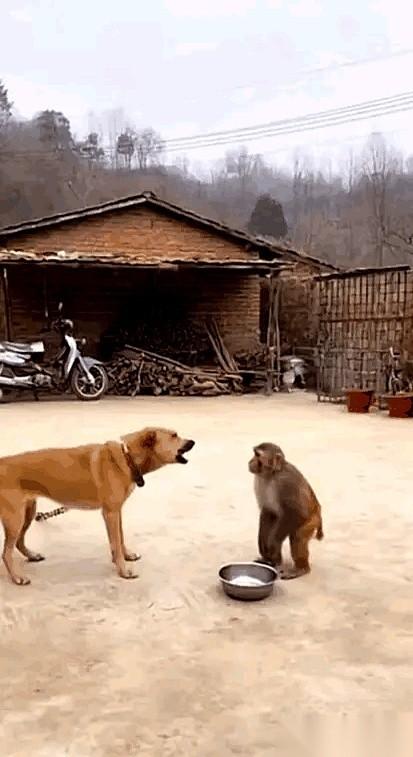 那猴子但凡长点儿心，都不至于把狗的锁链，当成自己的安全区。
一开始它也怕。
抄起