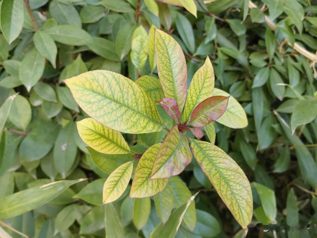 前几天参加一个活动，偶遇了同学的妹妹，原来也一直认识。

她激动地冲过来打招呼，