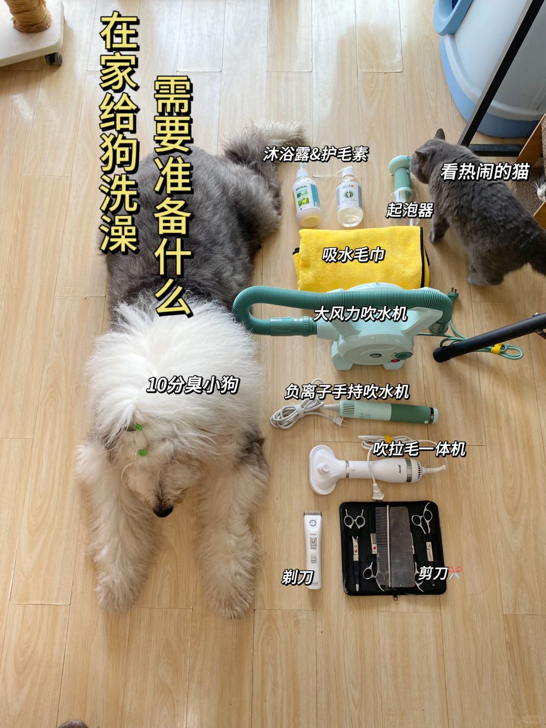 养狗吗？那种超难打理的大古牧！