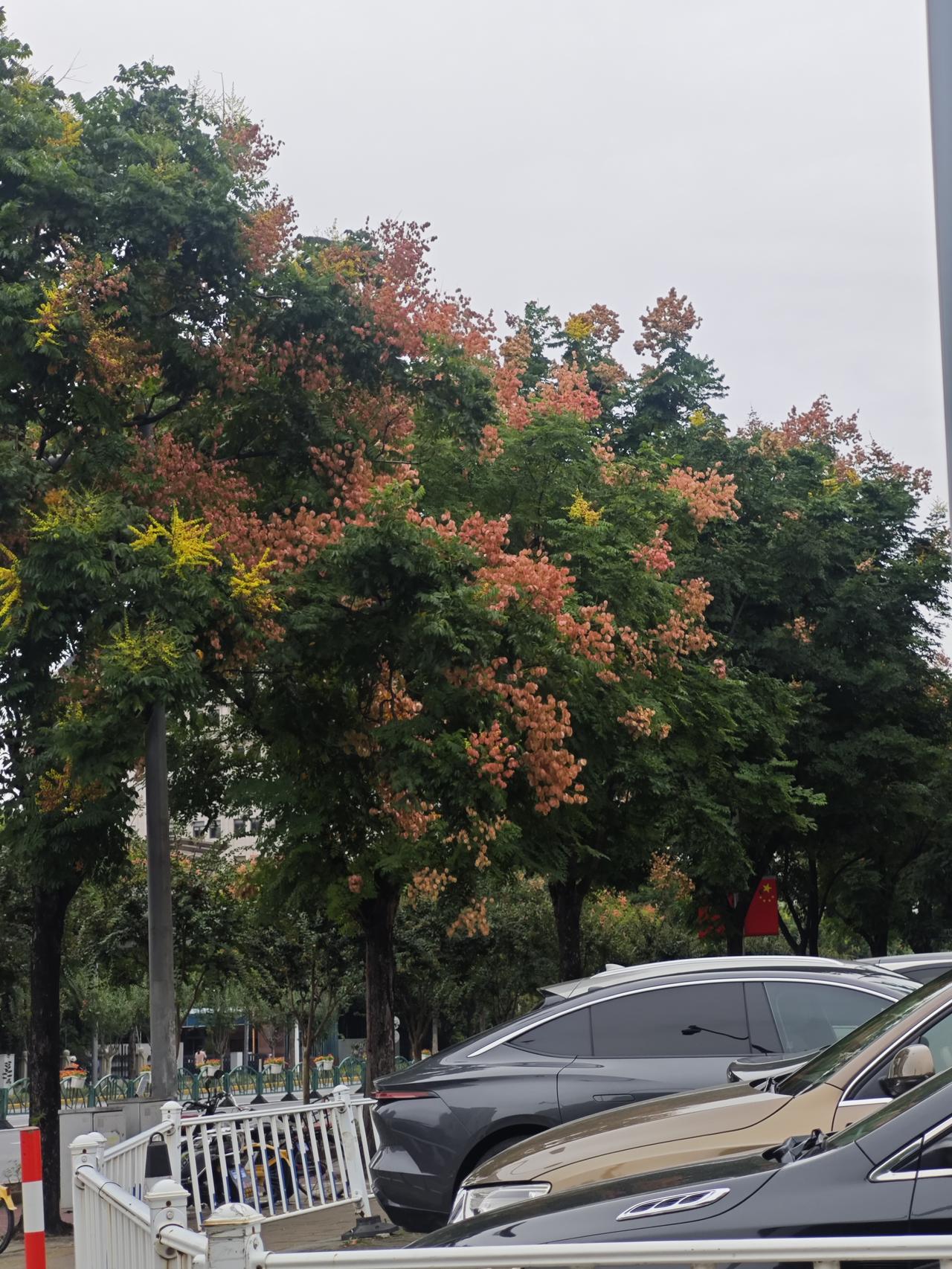 栾树成了这个季节的代言人。很多人都在问，这是什么树啊。其实我也是刚认识，从公园里
