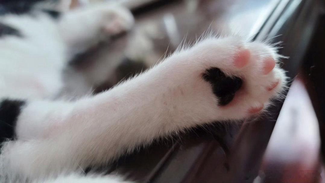 我的脚black pink！daily奶牛猫 （投稿：） 