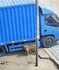 碾压！[发怒]
狗子，你死的好惨！

视频中，司机穿短袖，光影较垂直，提示这是个