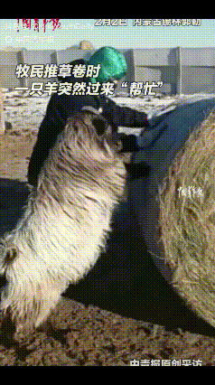 “解释不清了！”内蒙古，一牧民在草场收拾草卷，身后一只羊跟了过来，没想到，这只羊