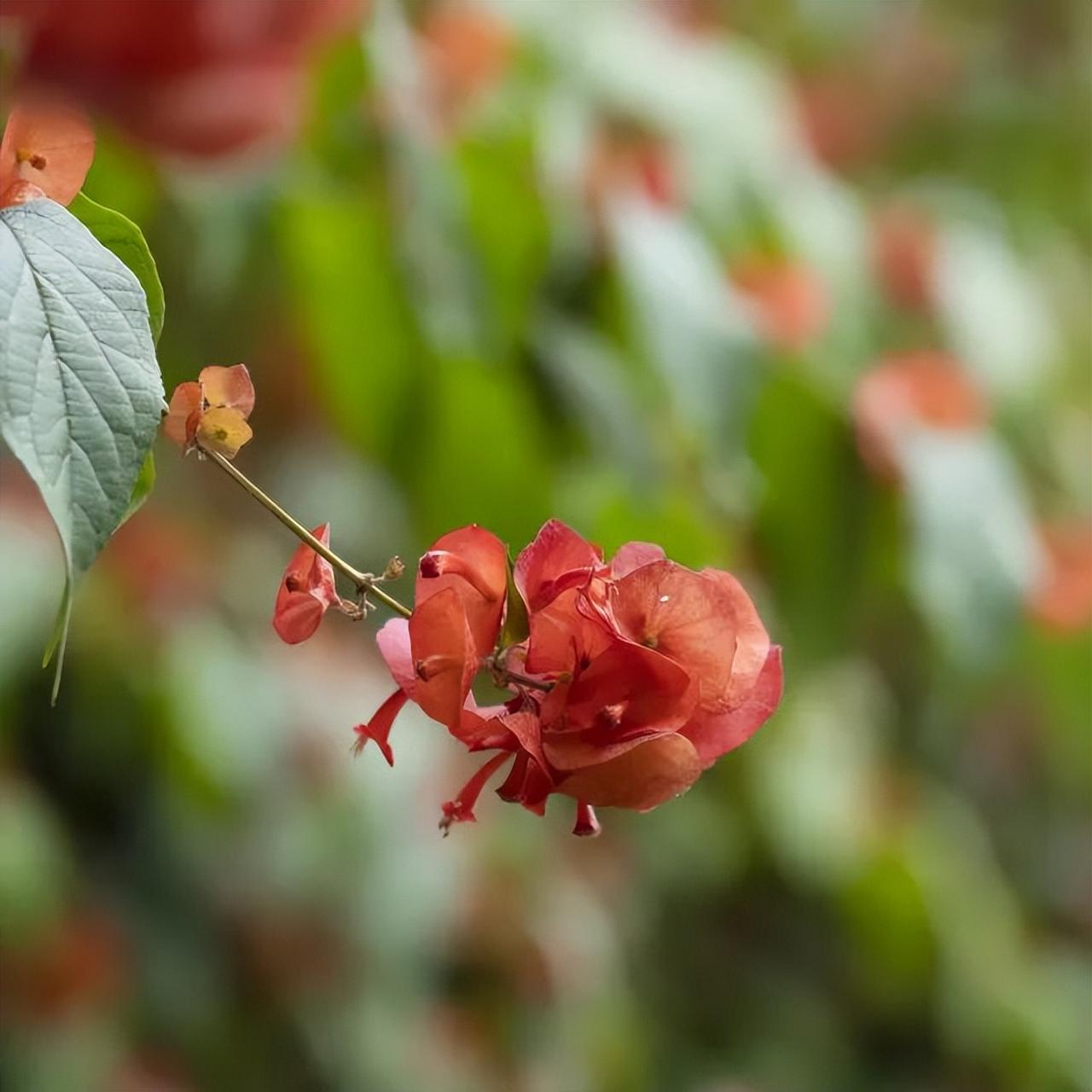 周五盘前再传新消息，聚焦趋势修复板块！
周五盘前新消息如下：
其一，据媒体报道，