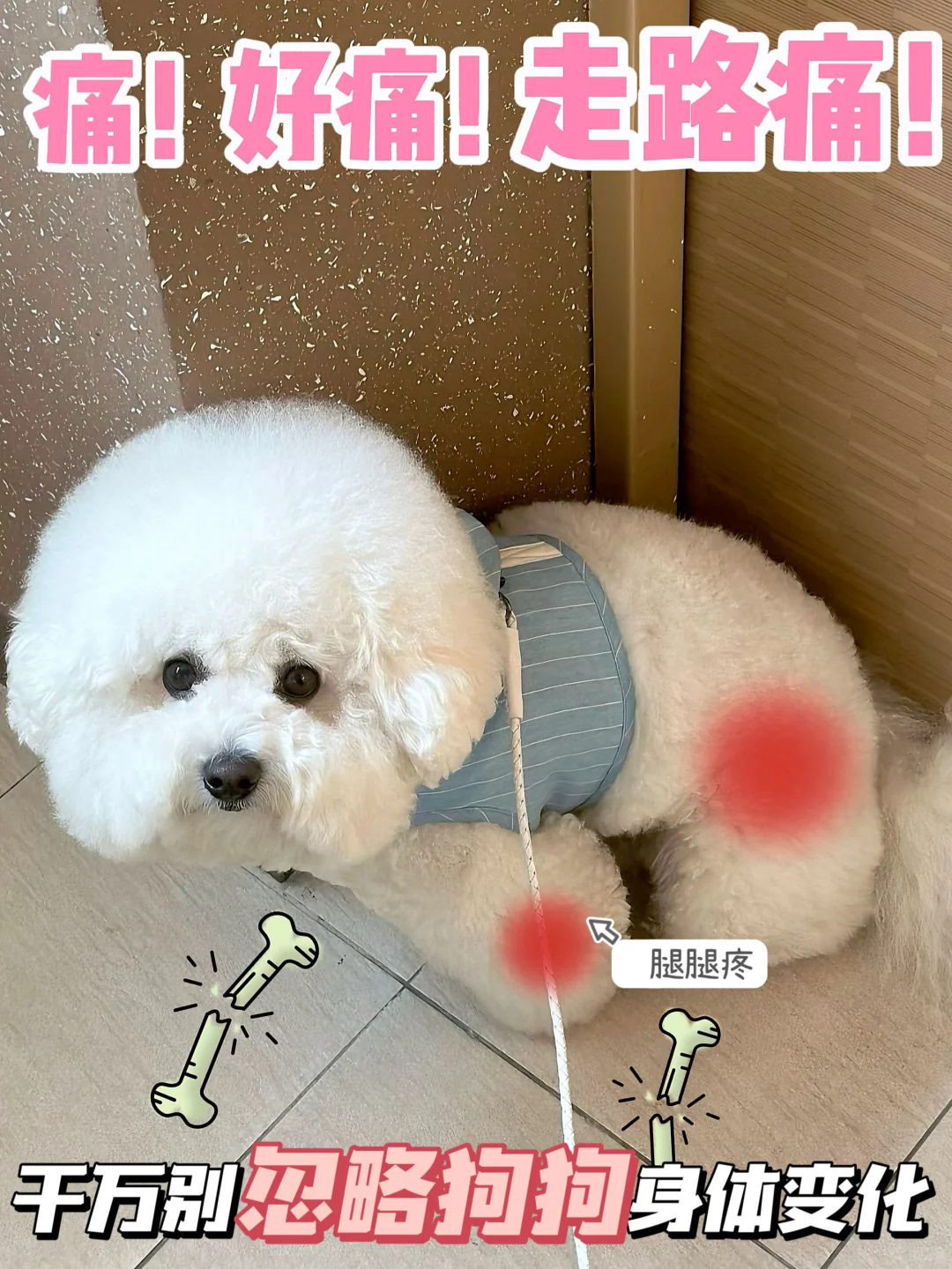 预防大于治疗！狗狗关节健康真别忽视