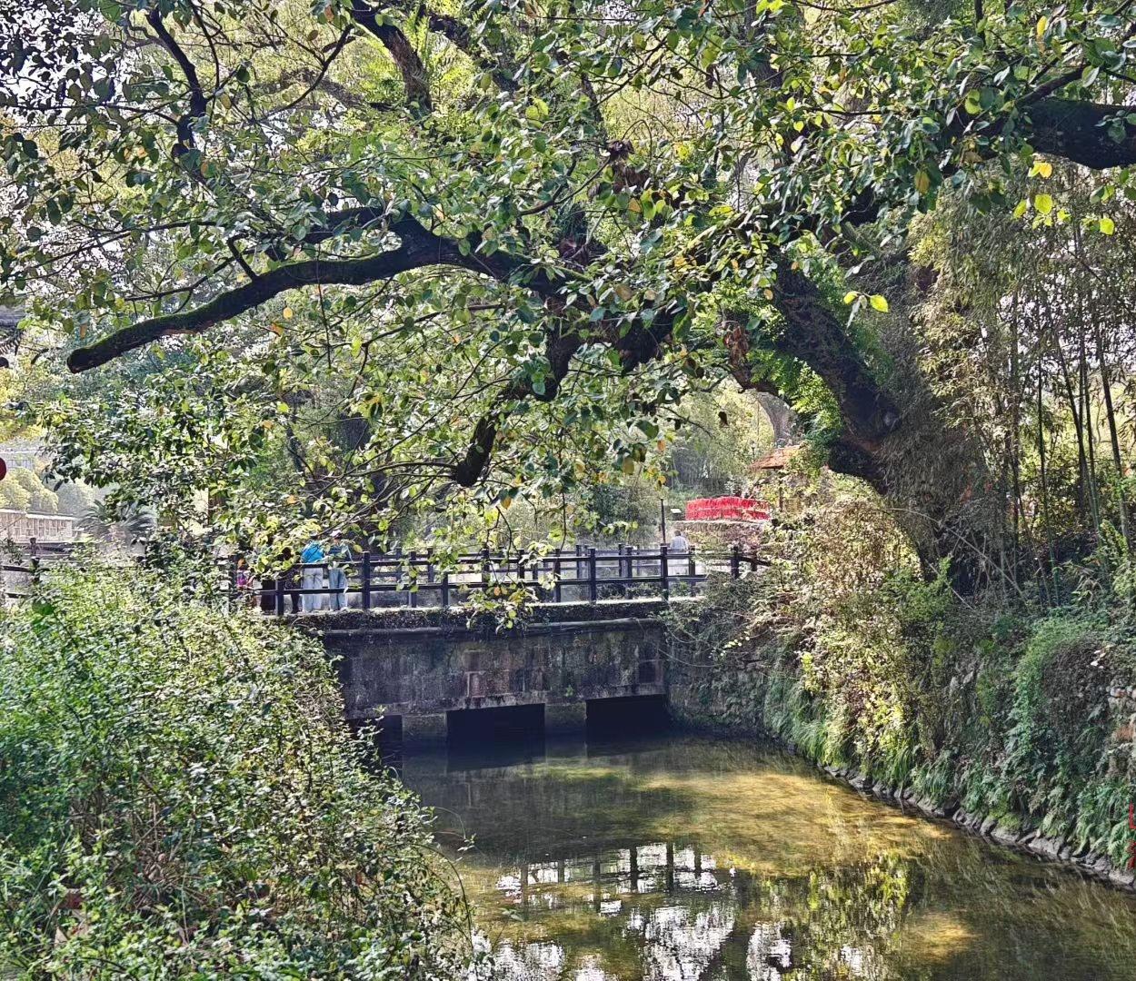 随手一拍风景照。古桥卧在流水上，老树枝叶垂成绿帘，光斑在水面晃啊晃，把光阴都揉进