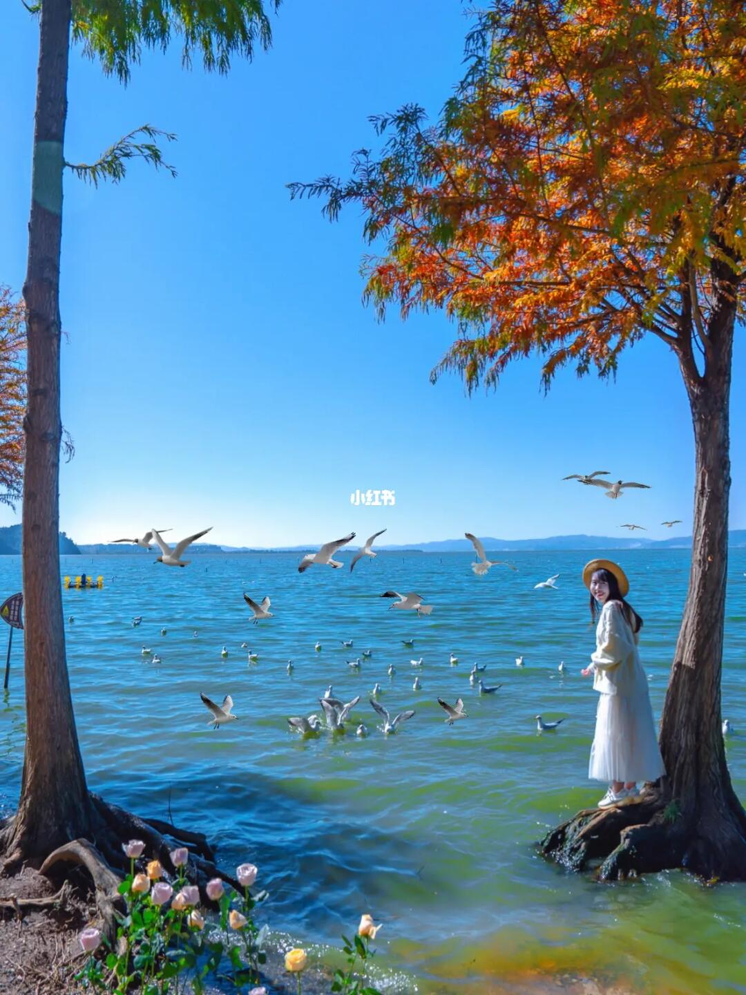 来昆明看海鸥吧，强烈推荐这个地方超浪漫
