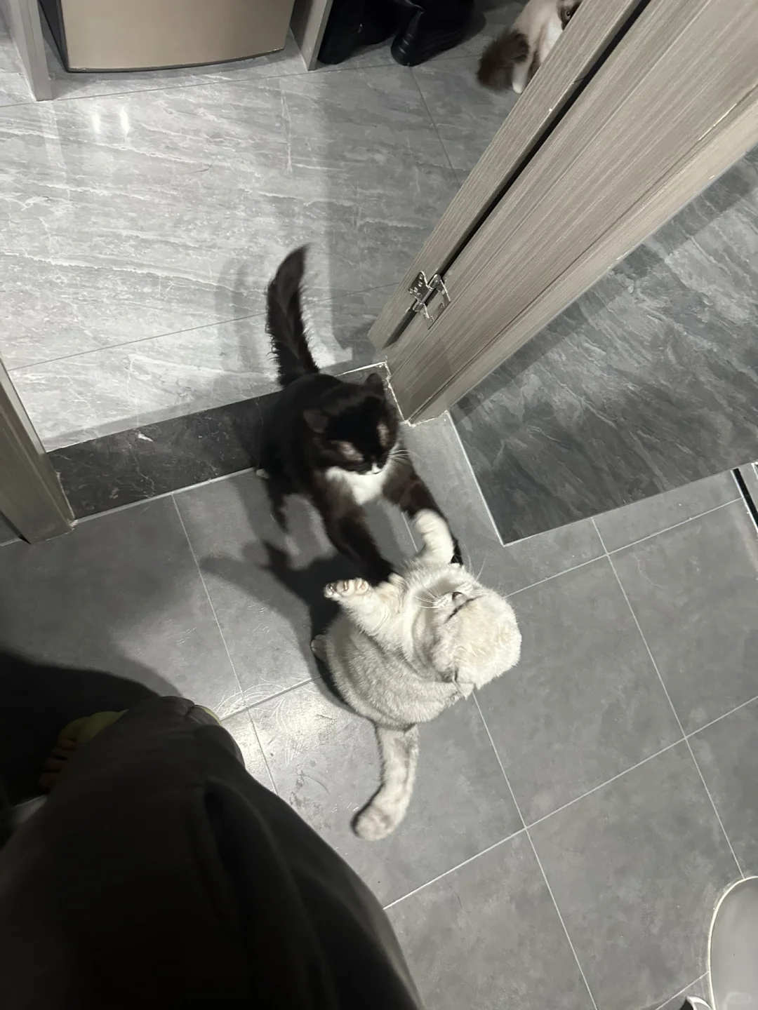 每天都要打一架