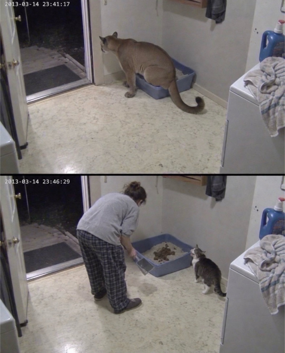 小猫崩溃了 ​​​