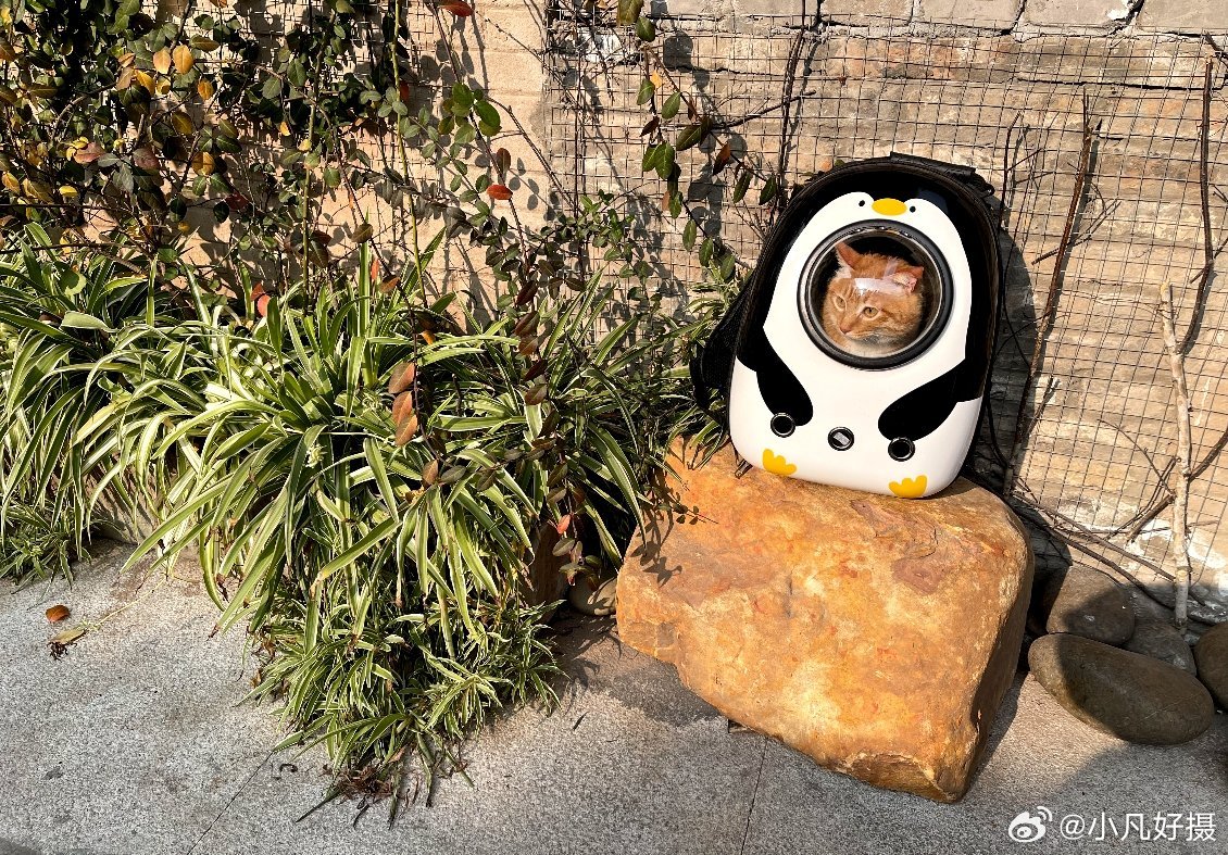 大家晚安好梦💤和平真好！