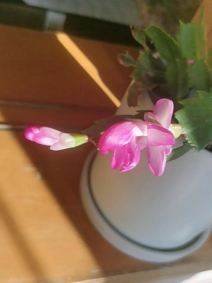 晒图笔记大赛 阳光洒下的粉嫩花朵，生机勃勃的绿植，温暖又治愈。🌸🌱