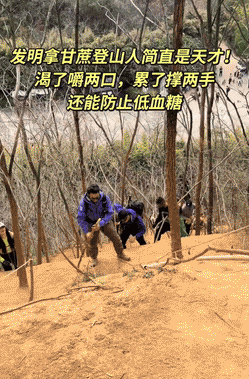 回去的时候如果迷路，还能顺着甘蔗渣找路这操作太绝了！ 