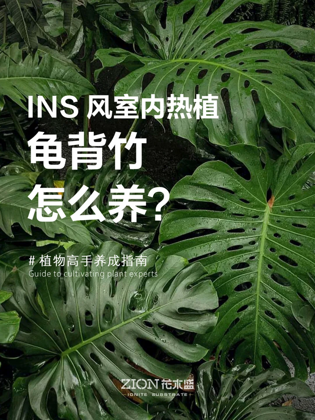 一颗给你一片热带雨林，龟背竹你值得拥有！