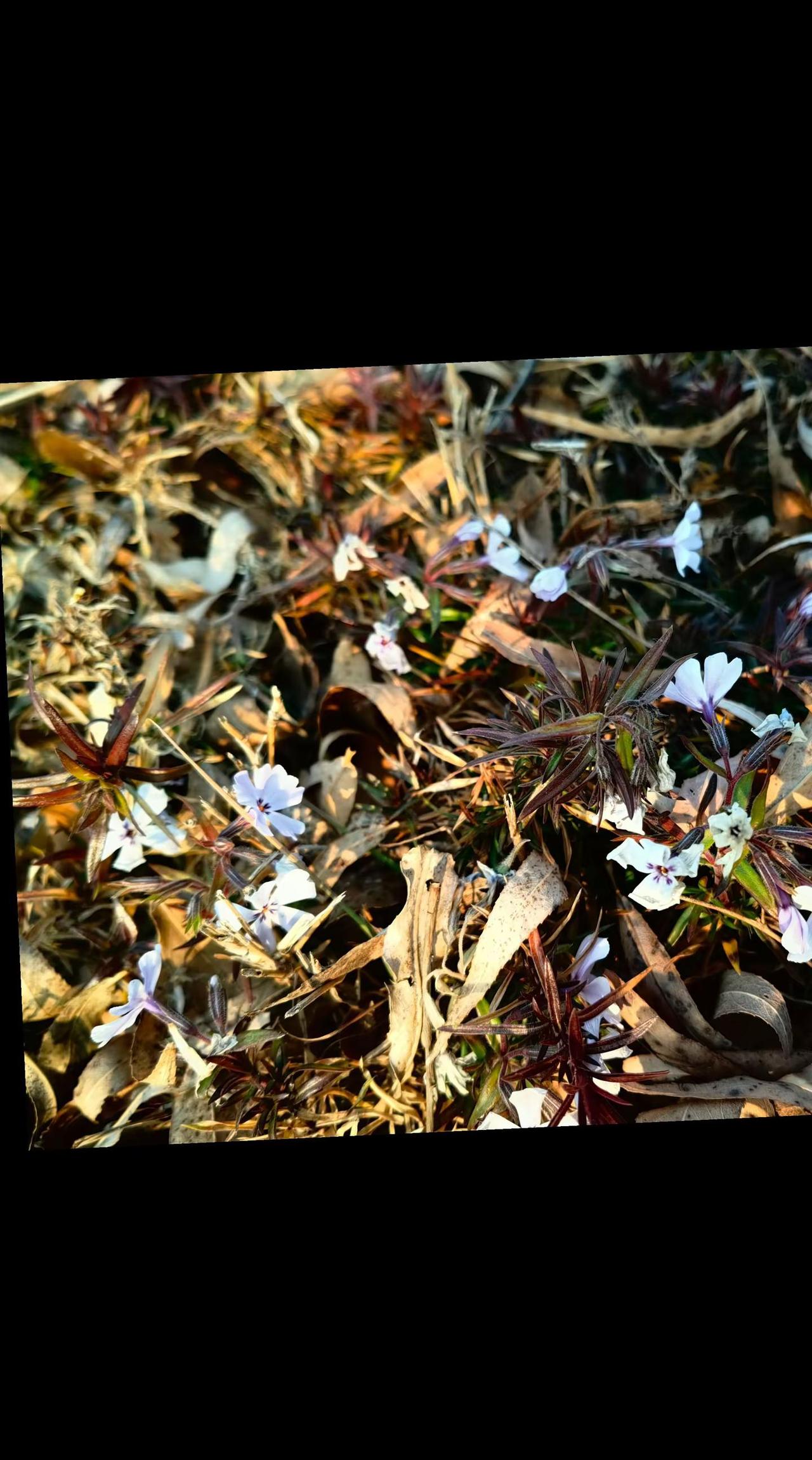 在这冰封大地，万物安睡的季节，她却绽放着娇美的容颜