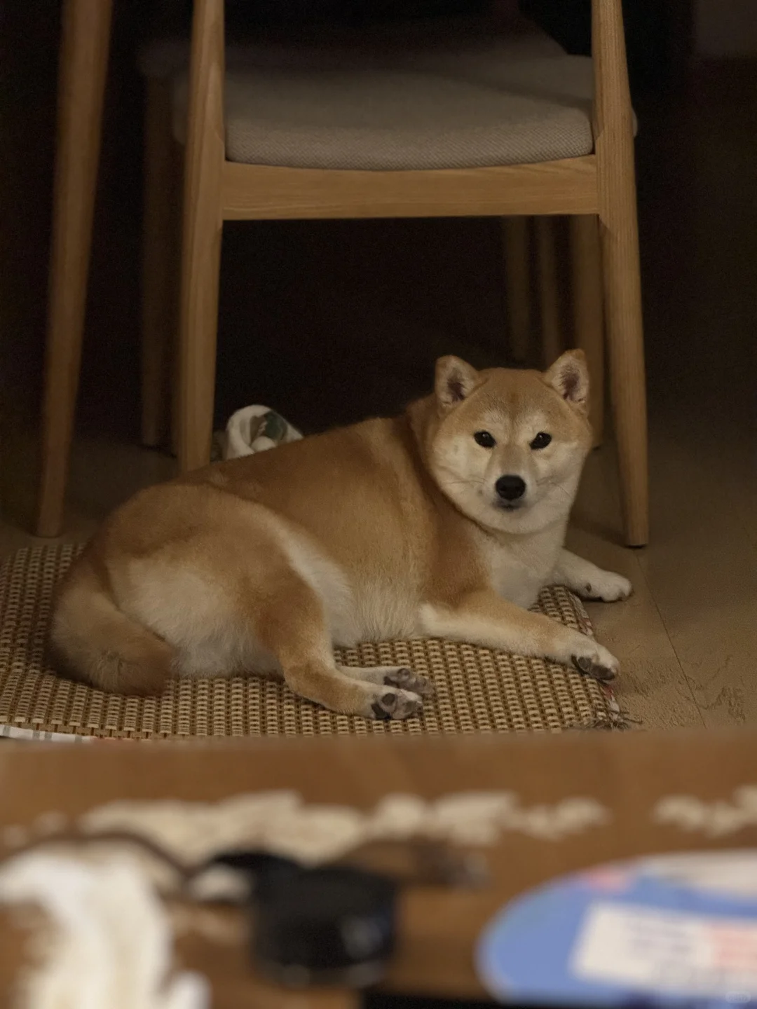 是谁吵我睡觉🛌