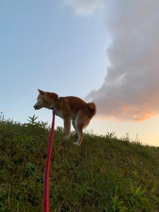 还以为要爆炸了！日本一名饲主养了一只4岁柴犬「茶茶」，每天都会出门散步＋跑跑，同