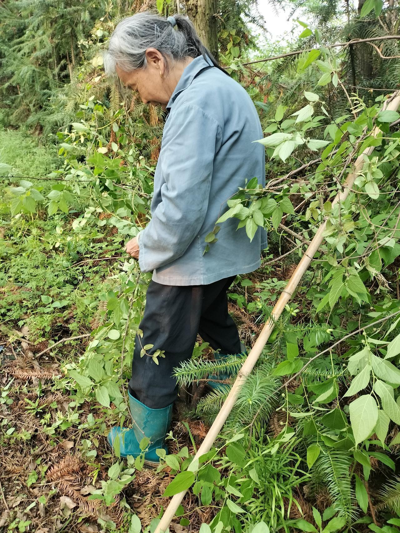 在路边摘金银花的这个老奶奶有86岁了，她摘了满满一篮子，要卖到药店去，现在正是金