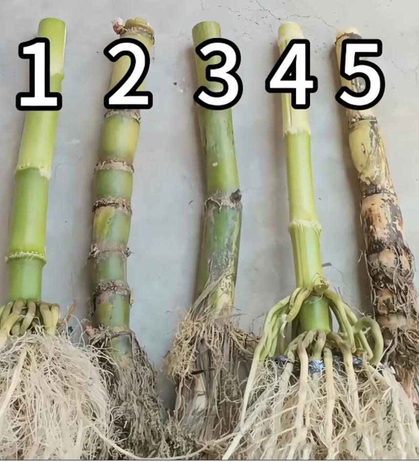 考眼力！1到5号里面，哪两根才是甘蔗根？
看着长得都差不多，有甜杆、竹子混在里面