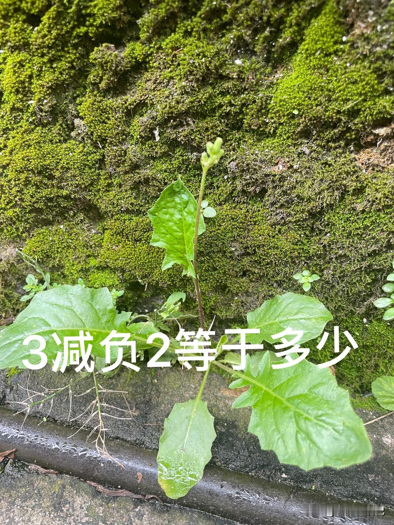 问问大家，3减负2等于多少？