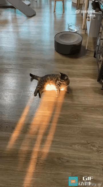 这只猫很会享受啊