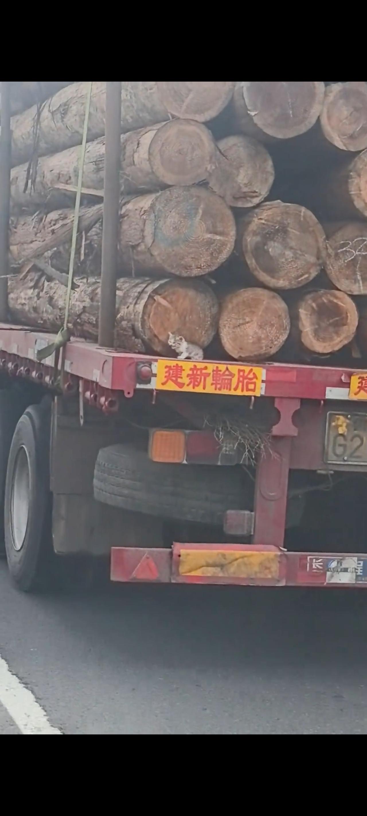 就问你以后还敢不敢贪玩，还敢不敢胡乱爬上大货车上面嬉戏打闹，也让这只劫后余生的小