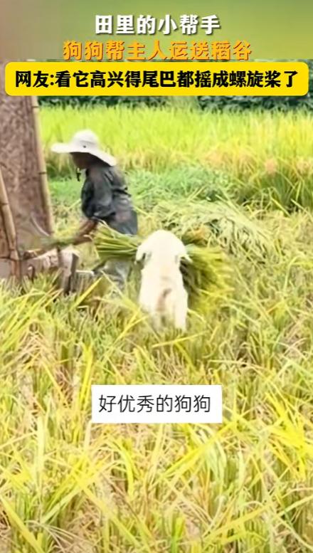 “上新华社了！”南昌西湖8月19日报道，四川，一户农家正在田里忙着收稻谷，没想到