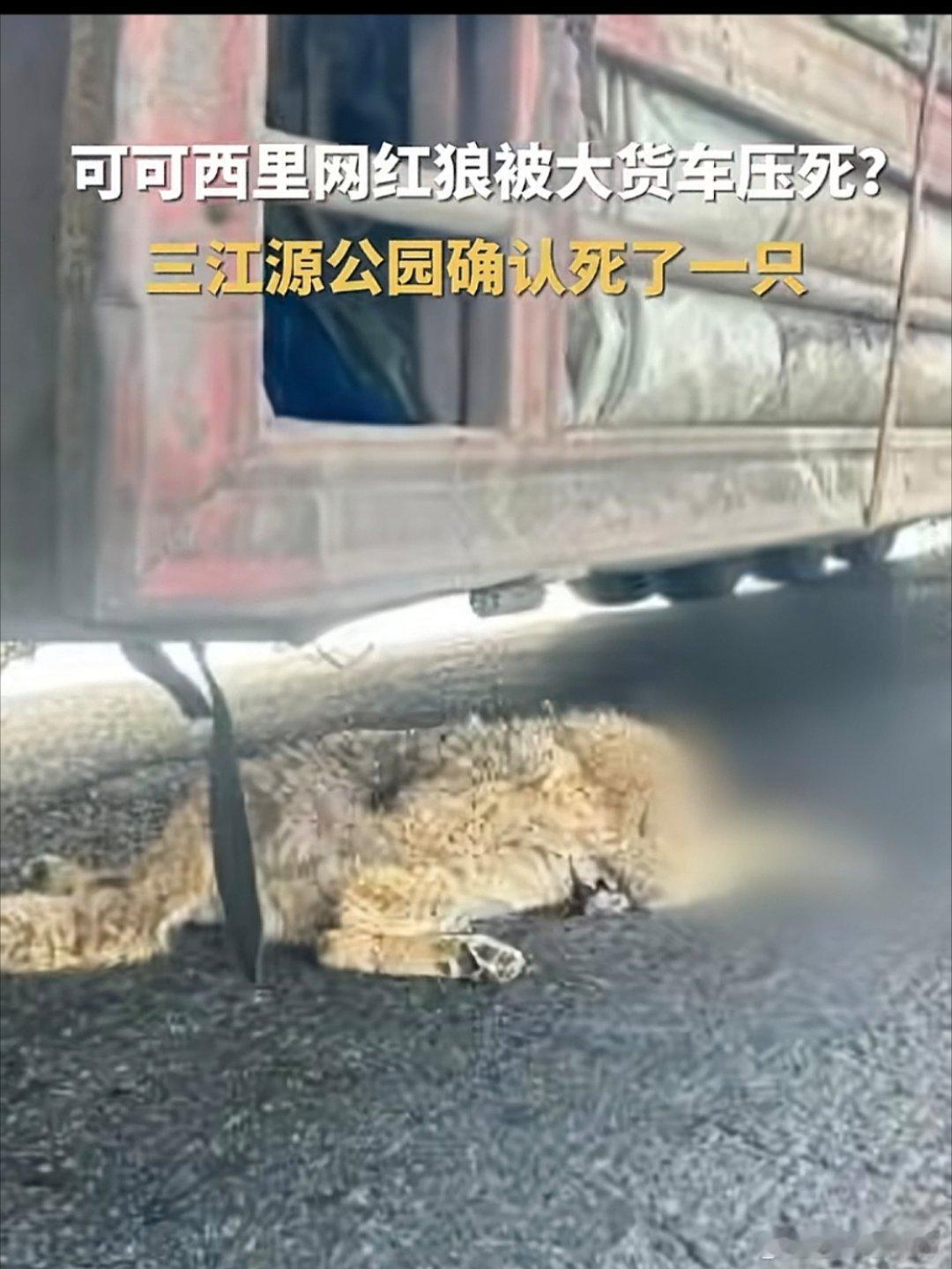 疑似可可西里网红狼被大货车压死 这就是丢掉奋斗，摇尾乞怜的下场至少死前还在想着蛋