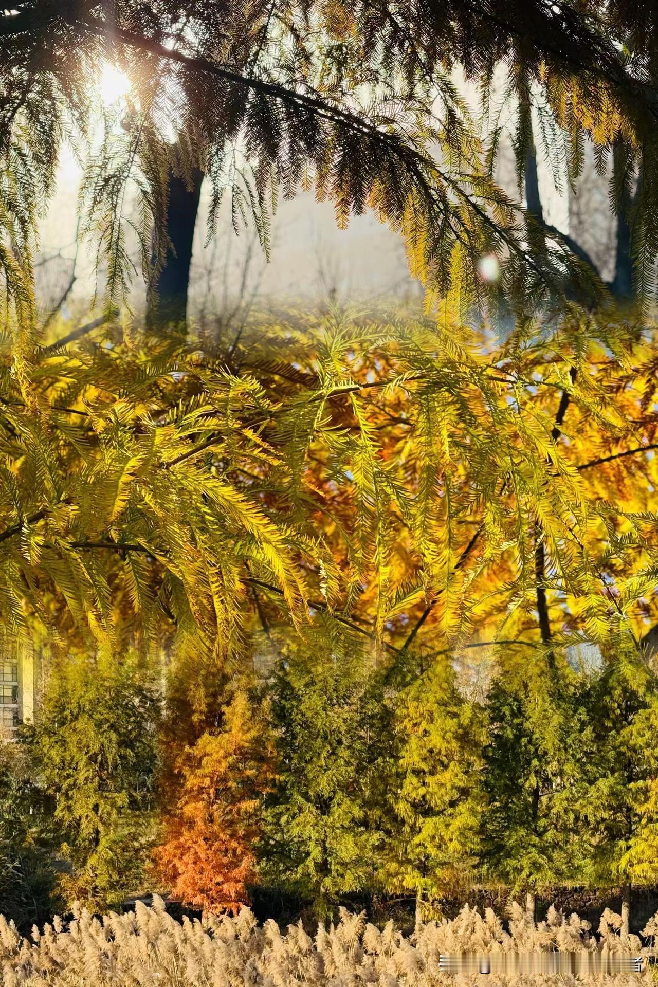周六这太阳可真给面儿！溜达到树林子，一抬头直接看愣了——那树叶子黄得晃眼，跟给枝