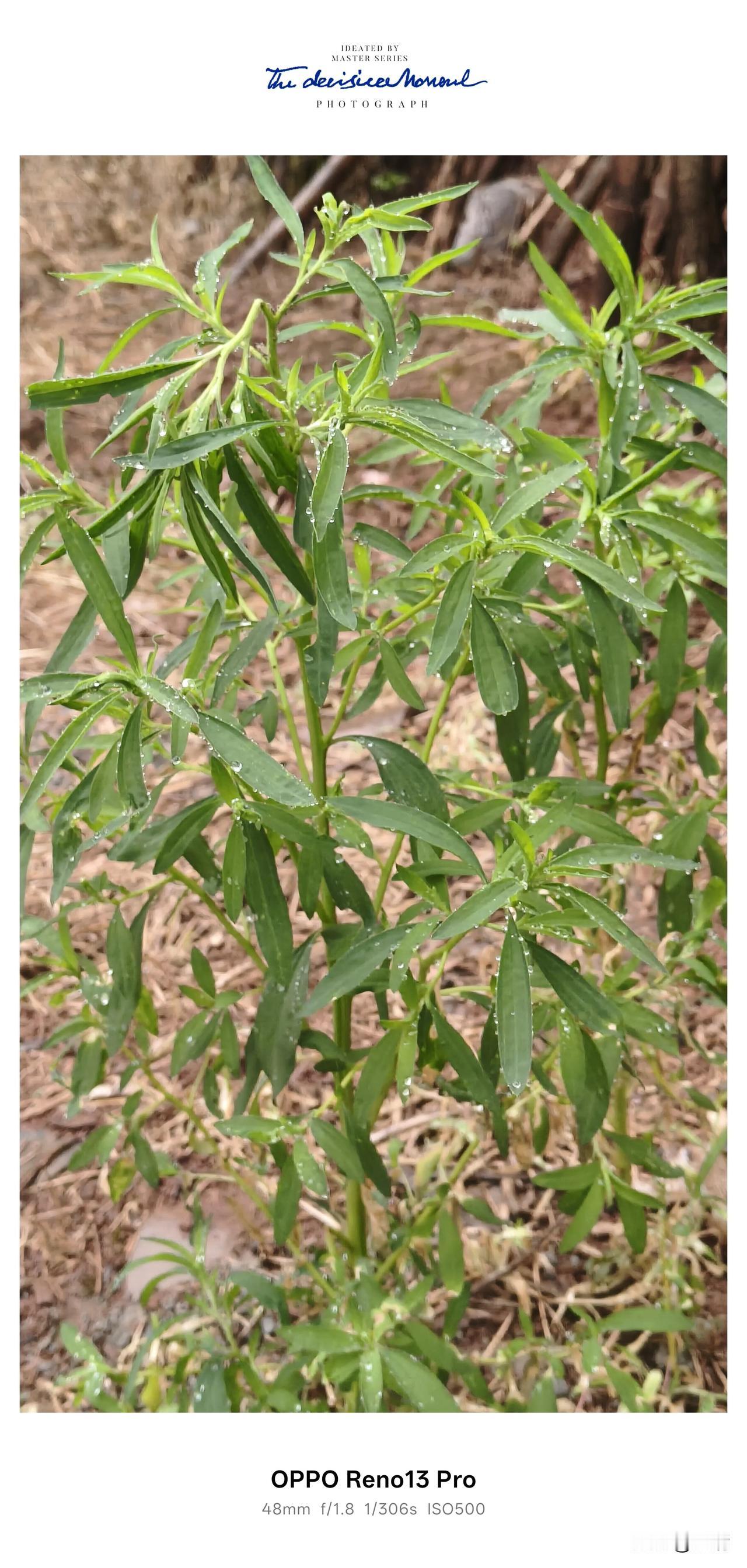 🌿扫帚树绿了，家乡的人情味也浓了

在资阳市八粮堰，扫帚树是家家户户的“标配”