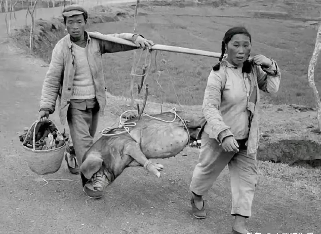 1966年，一对广东夫妇正在抬着一头猪，交去公社食品站屠宰。上世纪六、七十年代，