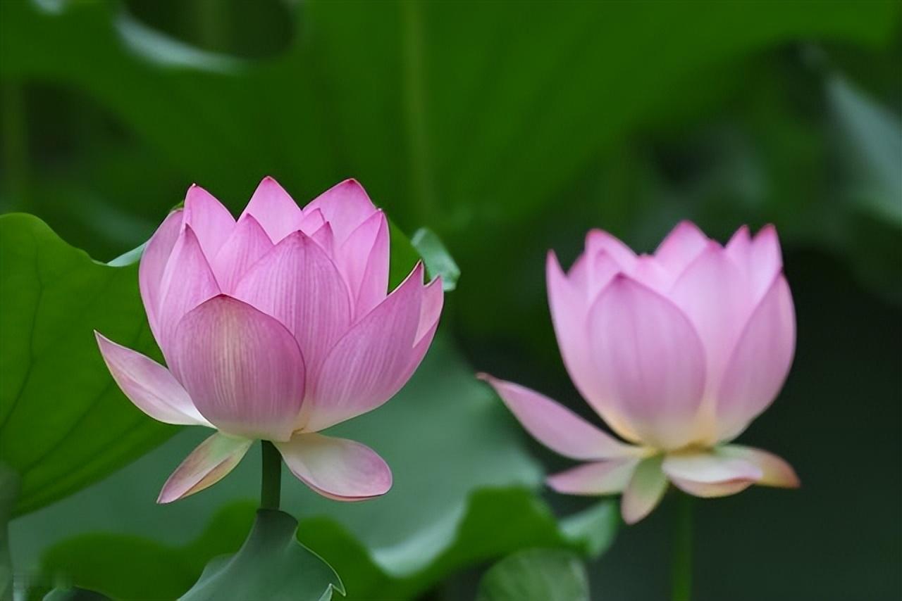 有人帮你，是你的幸运；无人帮你，是公正的命运。没有人该为你做什么，因为生命是你自