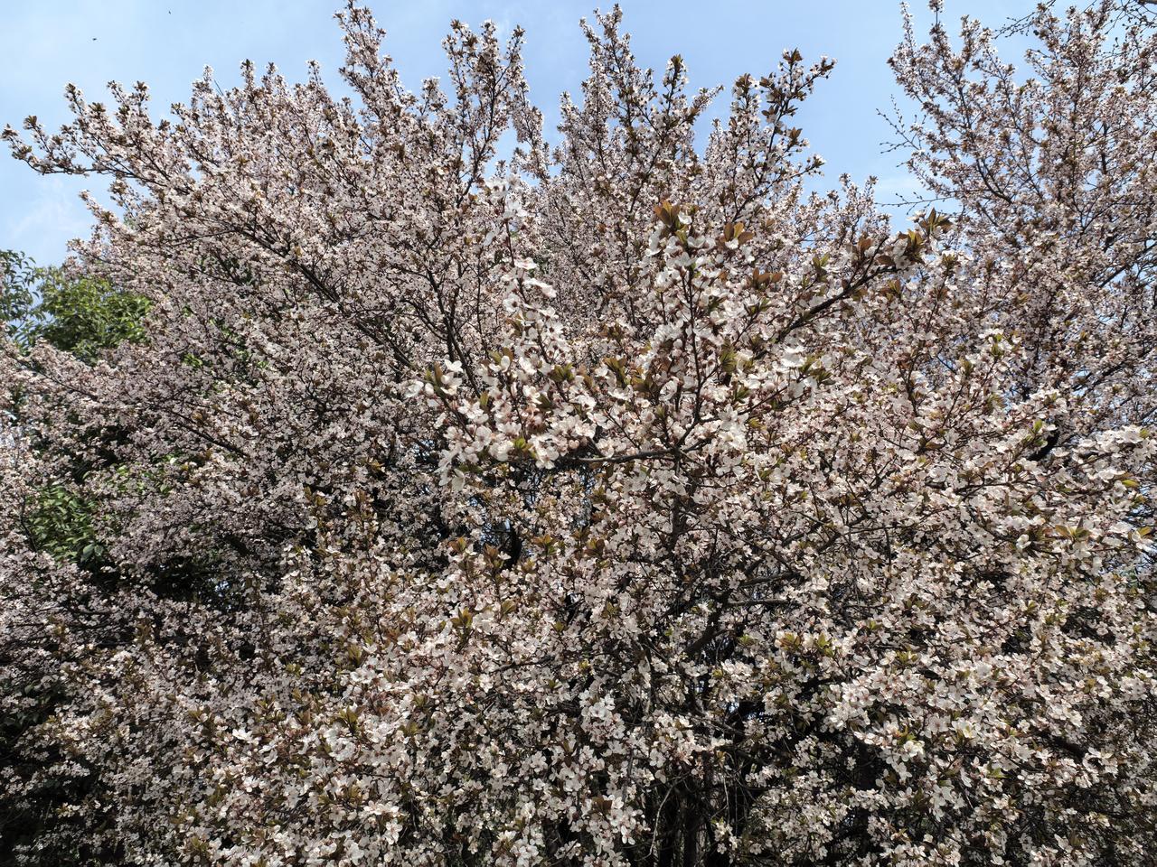 晒图笔记大赛今天阳光不错，走出家门晒晒太阳。看到路边的榆叶梅开得正旺。满树的花密