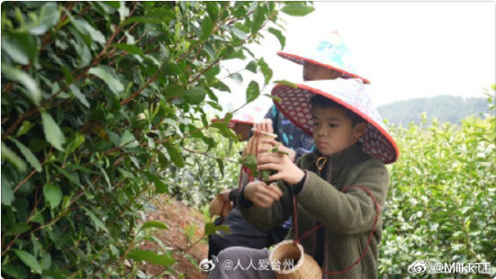 丽水青田红马甲妈妈为侨留守儿童撑起爱的晴空 青田章旦绿谷伯温茶园开展侨留守儿童春