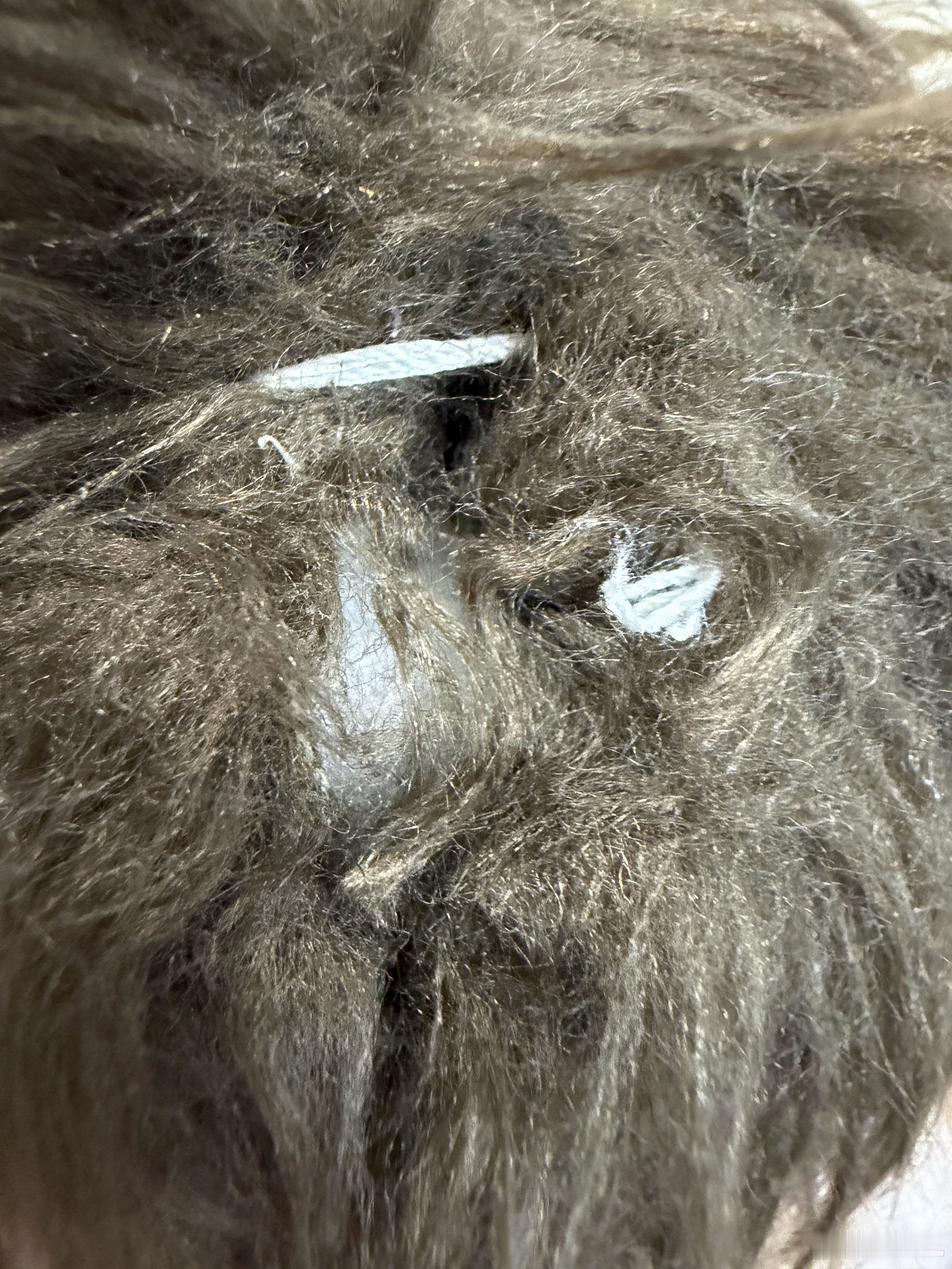 卧槽我的炸毛被我rua爆头了咋办！！！ 