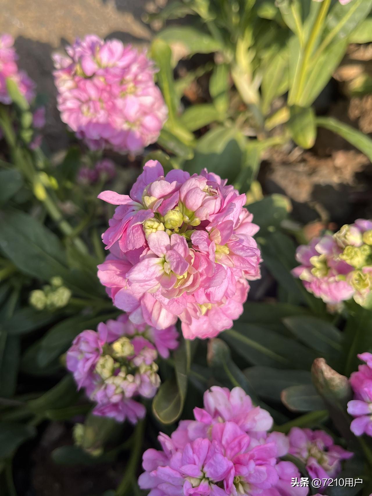 分享一张你最近拍的花