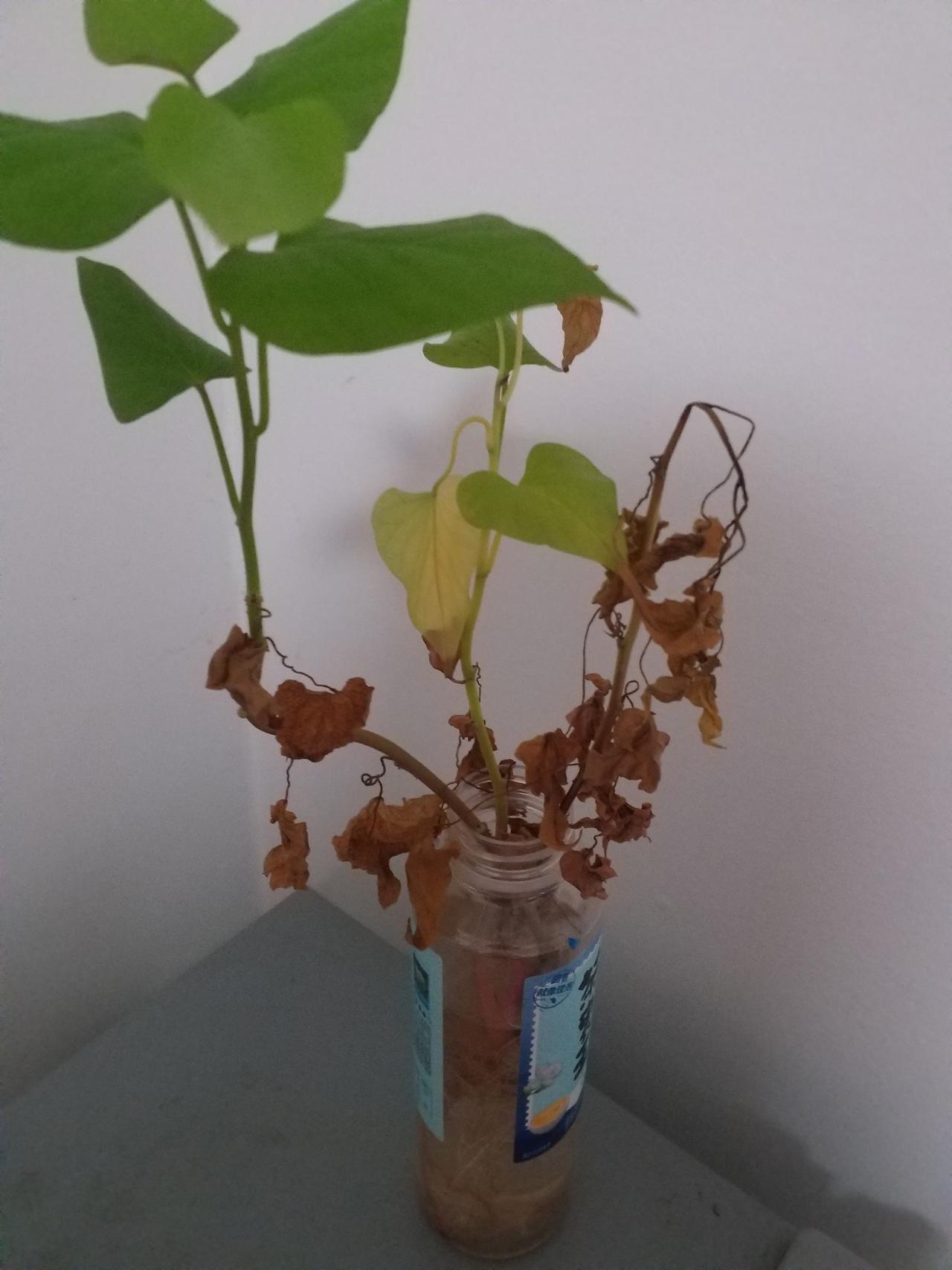 以前的小孩子，
抗冷，抗热，抗压，抗打，抗病毒，抗抑郁……
现在的小孩子呢？
温