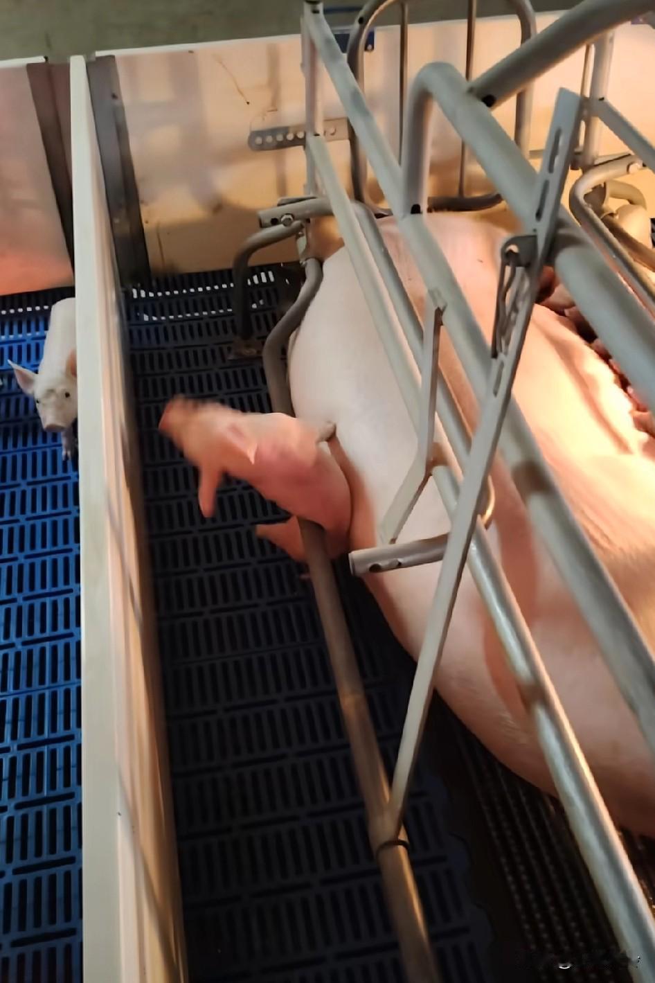 猪妈妈，你的宝子要被你挤死了呀！一般爸爸带孩子都这样，这妈有点特殊
猪仔：妈妈爱