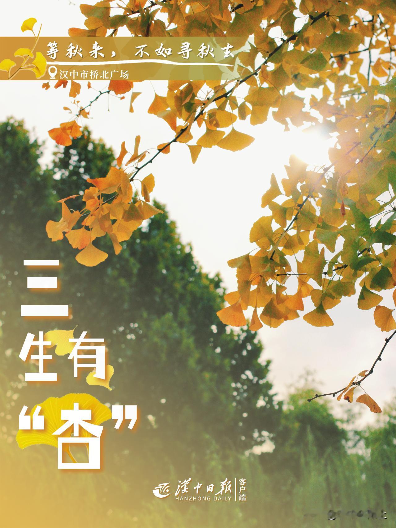 汉中银杏 “染金”！错过等一年！ 若言秋是树木的另一个春，那银杏无疑是点缀秋之画