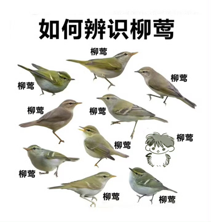 这个世界上存在着很多种柳莺让人难以辨别，好巧吴邪也是 