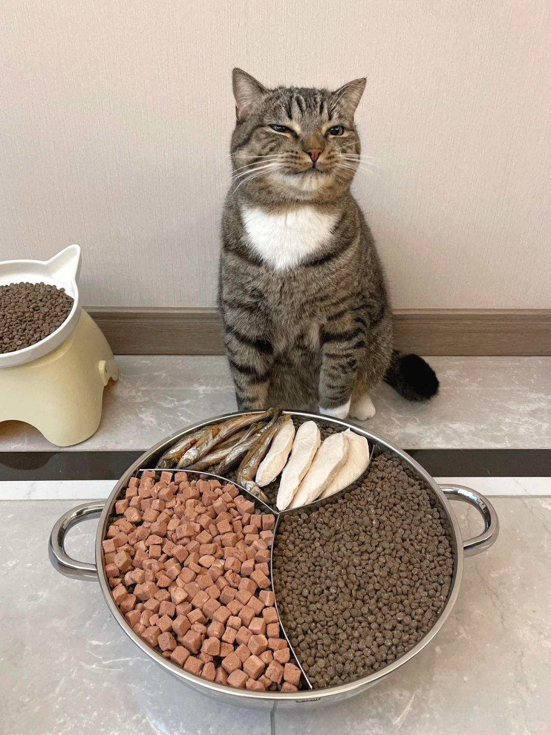 过年留守猫咪的现状！