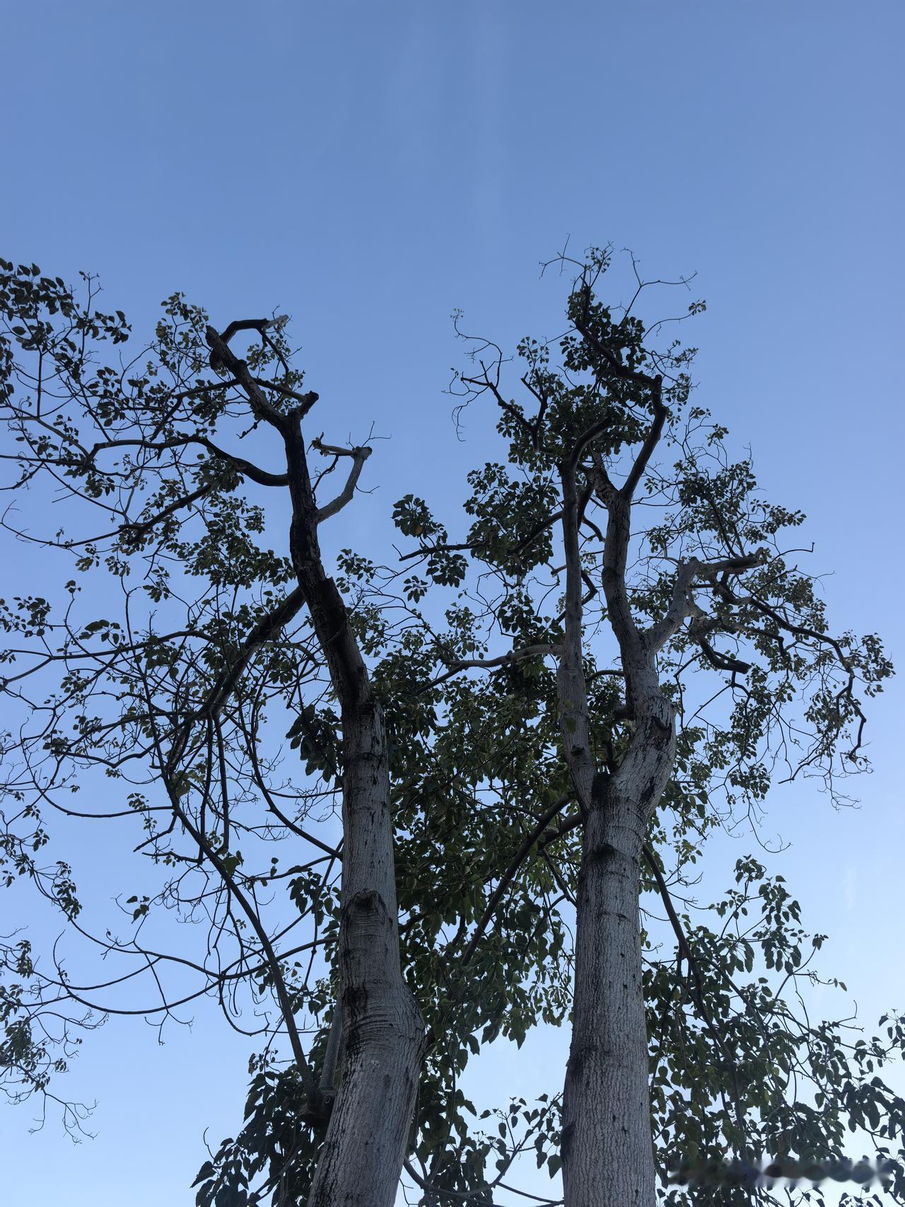 抛弃幻想准备战斗吧！
别再娱乐至死了，国人真要警惕起来。
世界已经越来越乱，美西