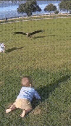 狗狗成了孩子的救命恩狗～