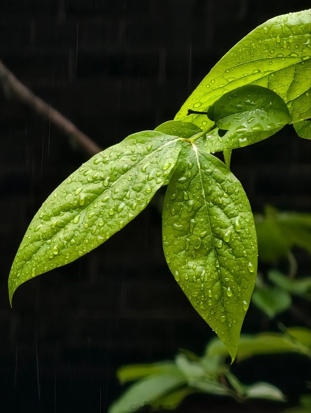 走进东山学堂，仿佛穿越回百年前的求学岁月。这座始建于1895年的湖南早期新式学堂