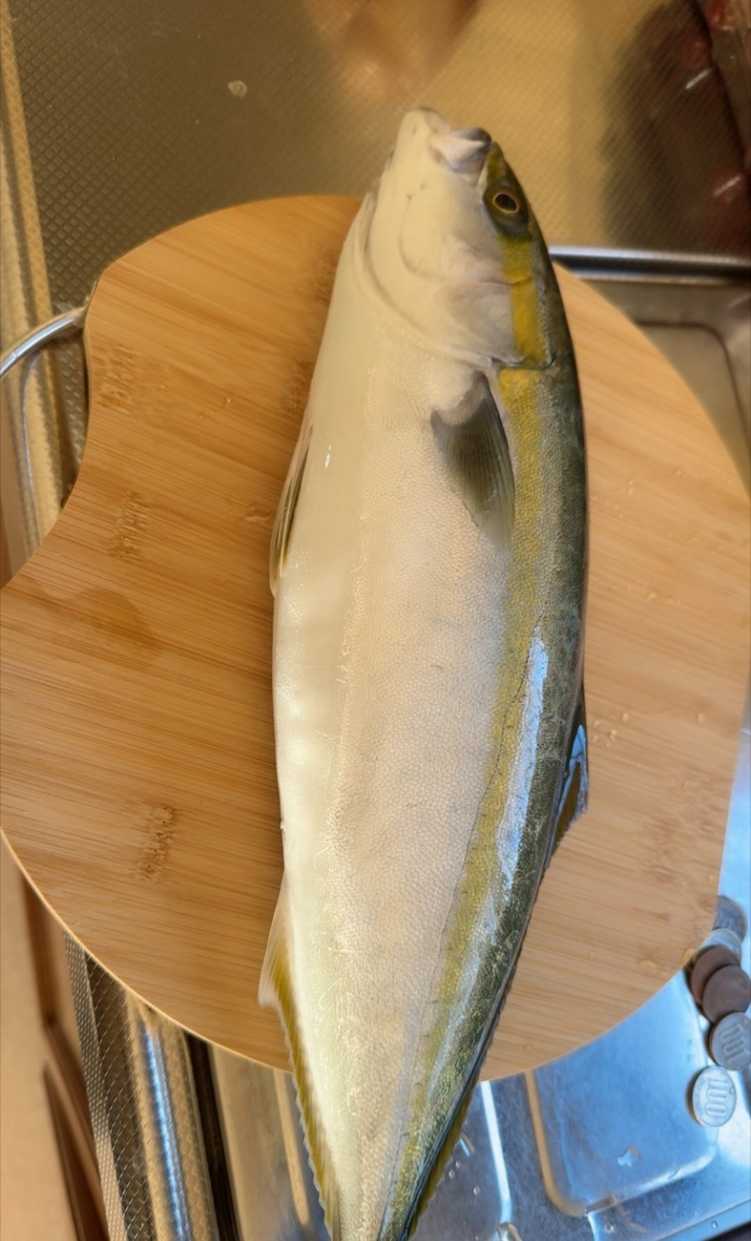 东海又捞出近600斤的大金枪鱼，太惊喜了！这可不是运气好，是咱们海域保护到位，水