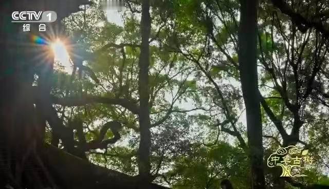 千年古榕迎新生！当广西天牛肆虐，北京肿腿蜂千里驰援。这出“北蜂南调”的生态大戏，