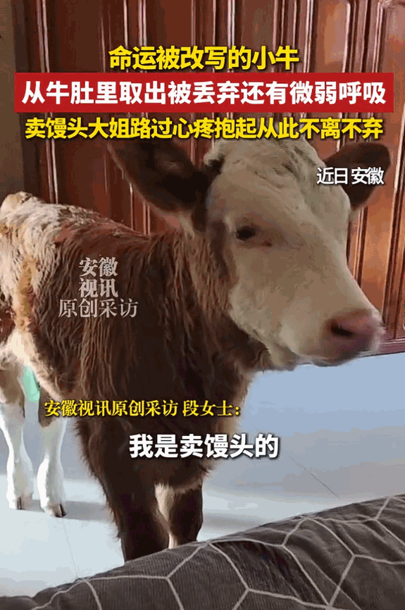 [熊猫]安徽霍邱的屠宰场附近，一头刚从母牛肚子里取出来的小牛，被当成毫无价值的“